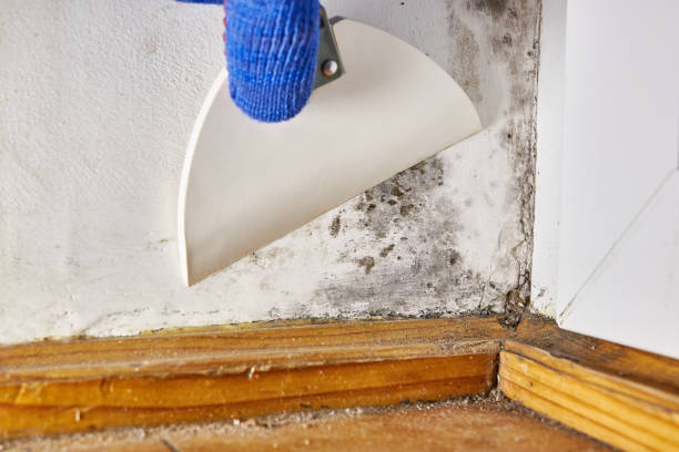 Best Real Estate Mold Inspection  in Cross Plains, WI